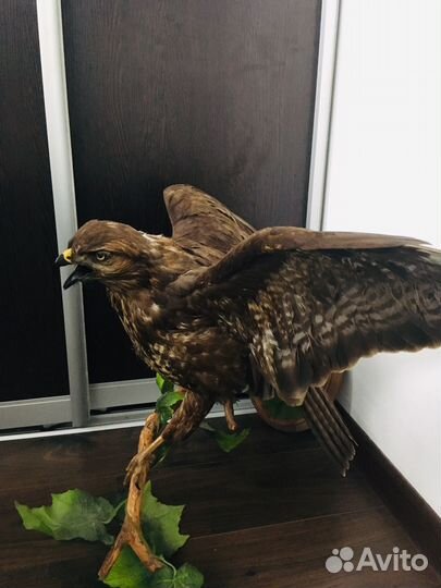 Чучело птиц