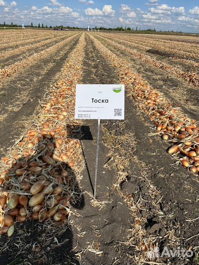 Семена лука репчатого Стурон