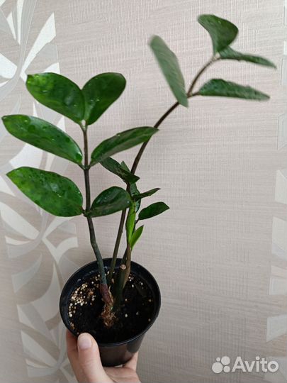 Замиокулькас