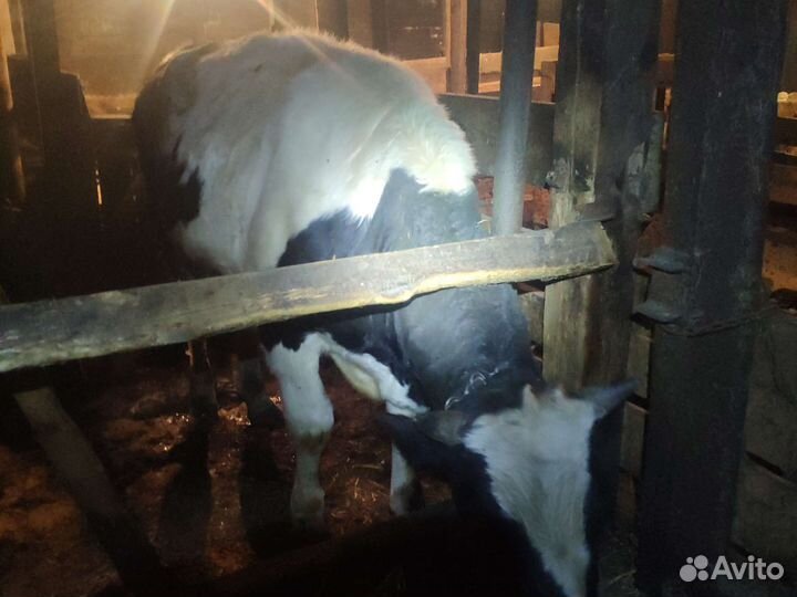 2 быка на мясо