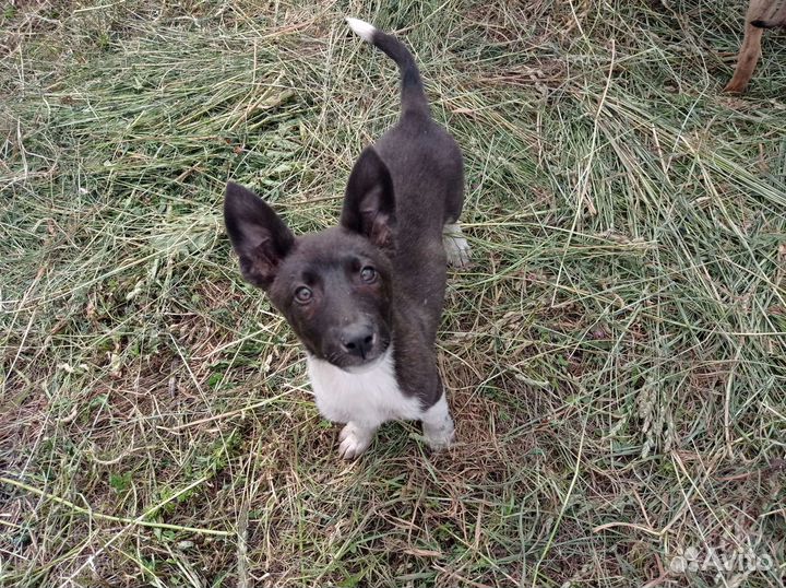 Щенок, сука, метис