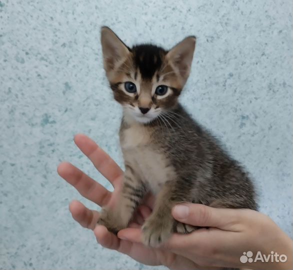 Котята метисы абиссинцы