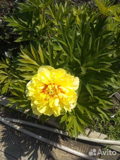 Пионы саженцы корни