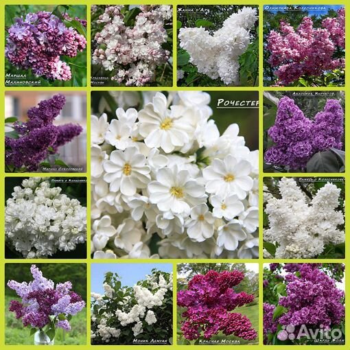 Ирис сибирский So van Gogh и другие красивые сорта