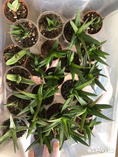 Суккуленты