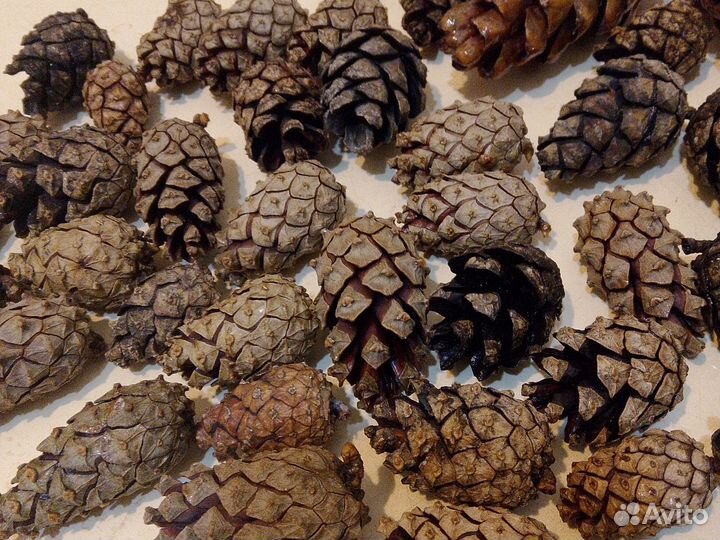 Шишки сосновые