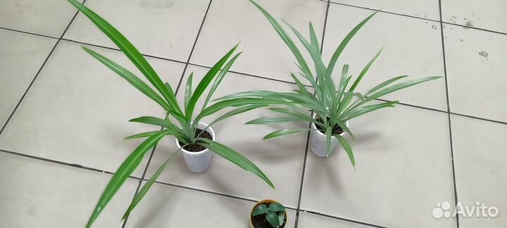 Комнатные цветы