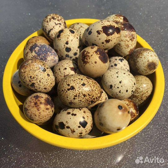 Яйца перепелиные инкубационные