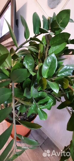 Замиокулькас огромный