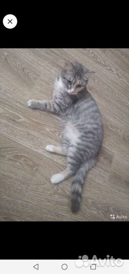 Кошка в дар