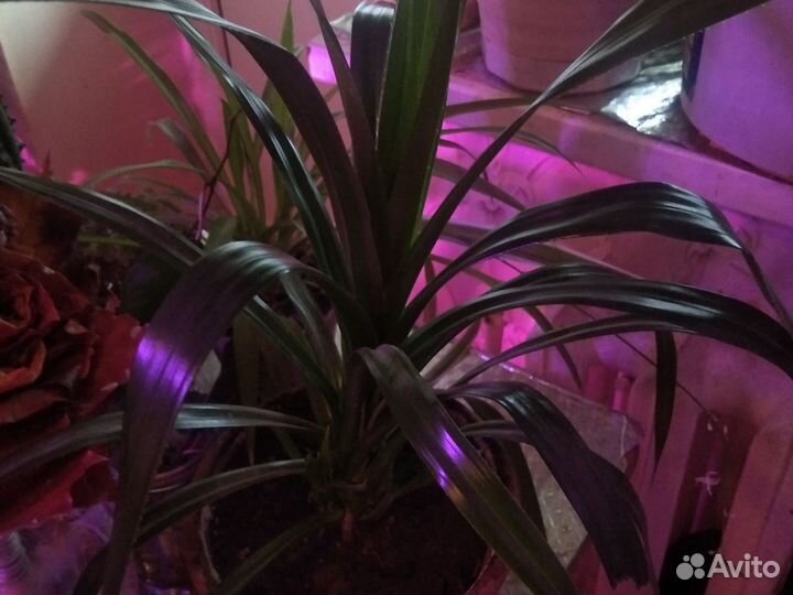 Традисканция тайская, каланхоэ цветущий