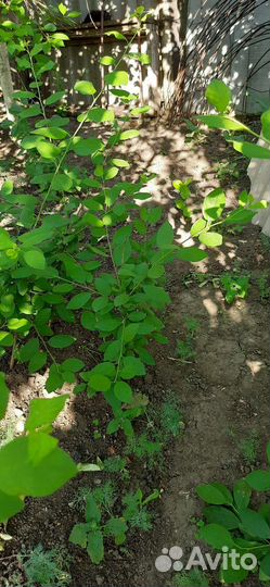 Саженцы сливы