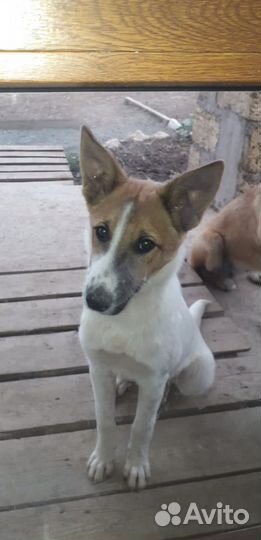 Собаки бесплатно в добрые руки щенки