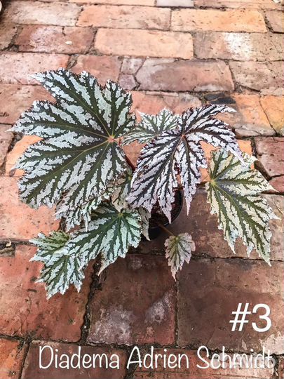 Бегонии декоративнолиственные