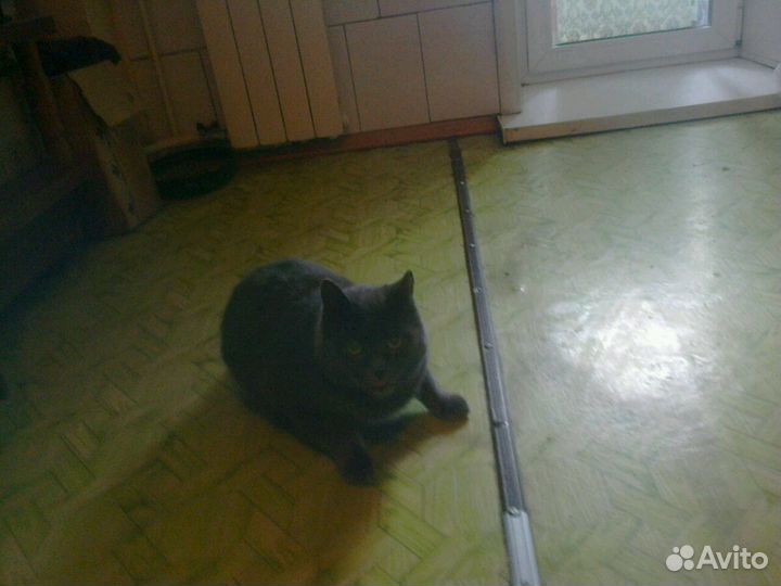 Отдам в добрые руки