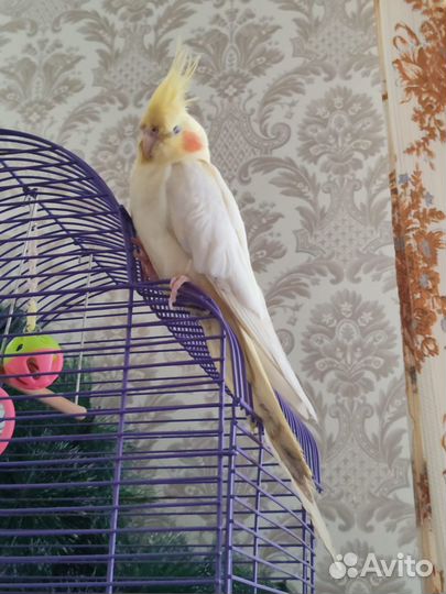 Попугай корелла ручной