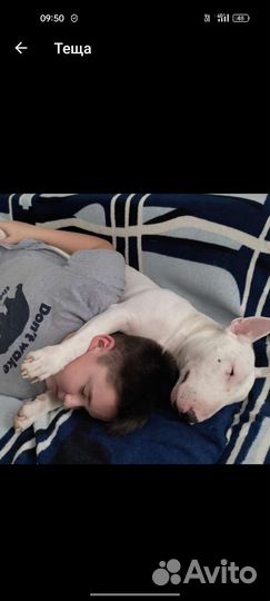 Бультерьер вязка