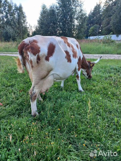 Коровы и бычки