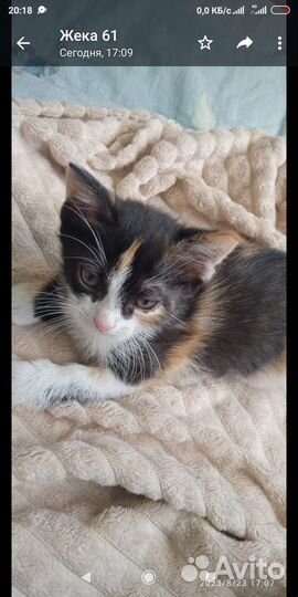 Котята от сиамской мамочки