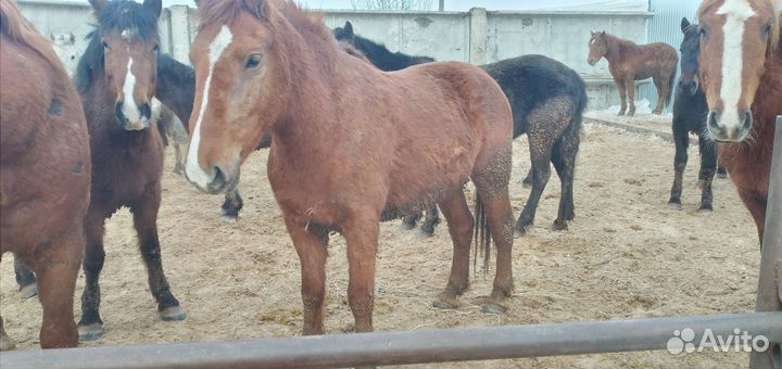 Лошади тяжеловозы кобылы,жеребята