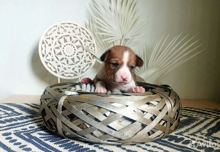 Щенки Басенджи