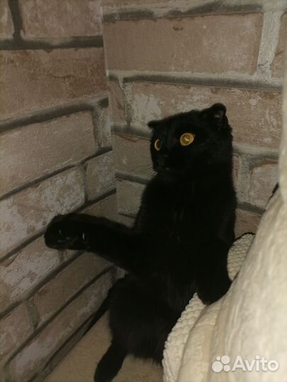 Шотландская вислоухая молодая кошечка