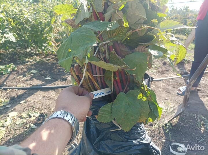 Ремонтантная малина, Шапка Мономаха, Моравила