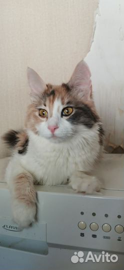 Очень красивая киса кошка в дар