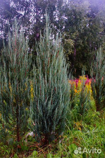 Можжевельник скальный, скальник