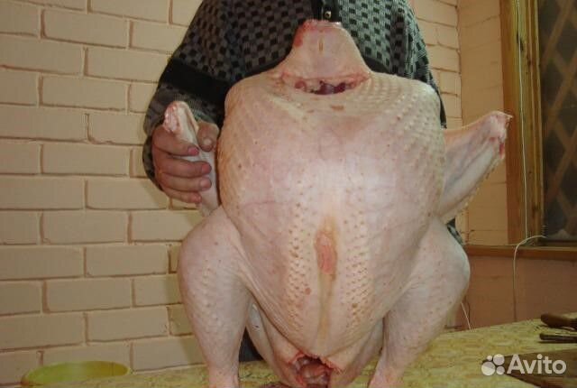 Индюшата Биг-6, Хайбрид, Белые Широк