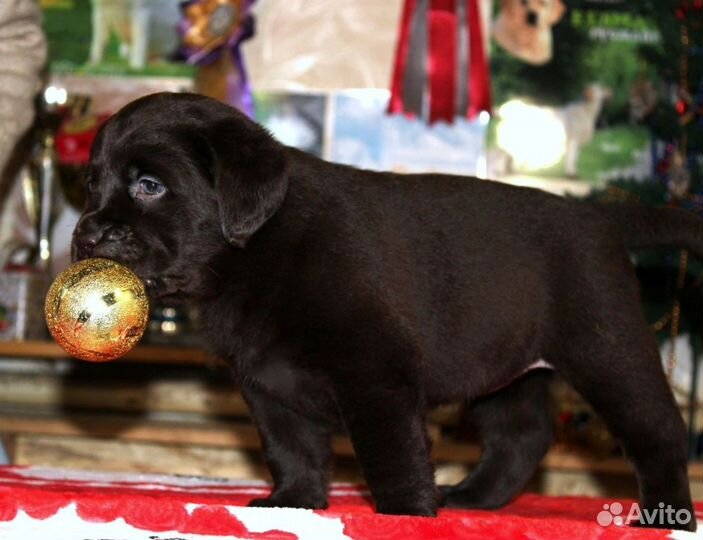 Шоколадные девочки лабрадор
