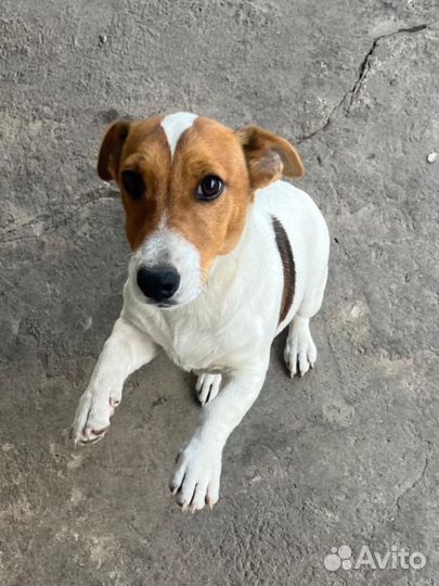 Джек рассел терьер