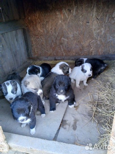 Собаки алабай