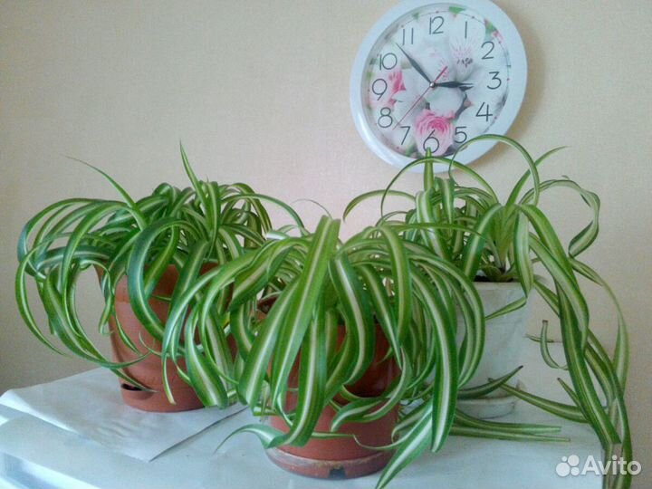 Хлорофитум хохлатый кудрявый Бонни