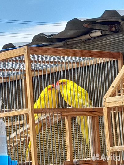 Попугай какарики готовы к разведению