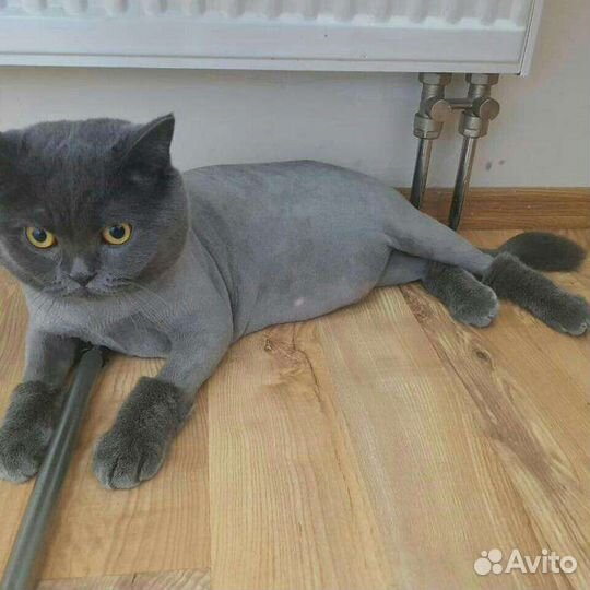 Стрижка кошек,котов всех пород