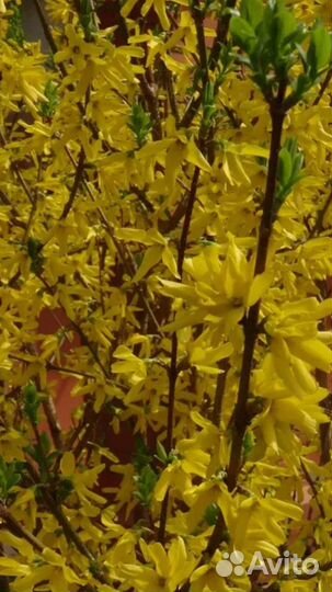 Форзиция саженцы