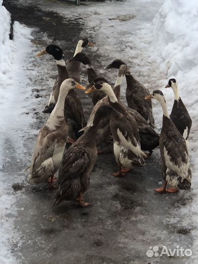 Утки индийский бегунок