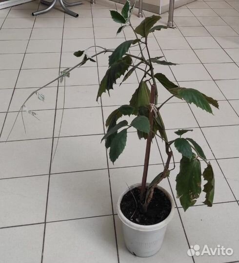 Тетрастигма вуанье