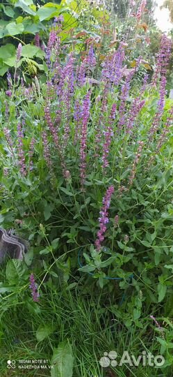 Растения для сада