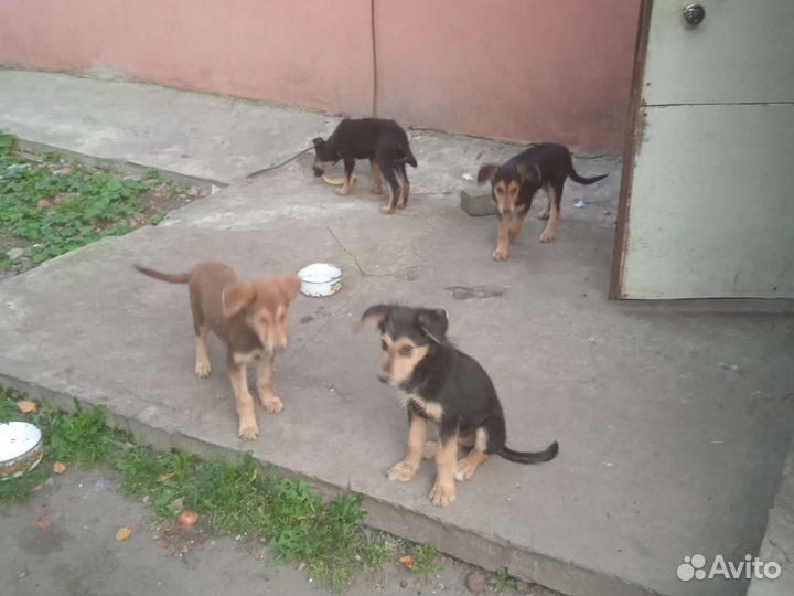 Собаки бесплатно