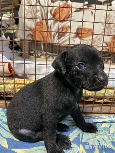 Той-терьеры