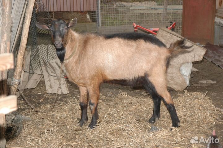 Альпийские козы