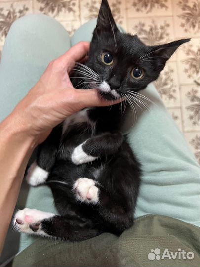 Котенок Феликс Сигизмундович в добрые руки дар