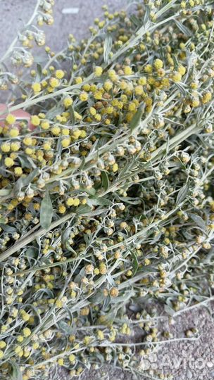 Венички из полыни, лаванды, шалфея, чабреца