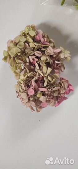 Гортензия стабилизированная