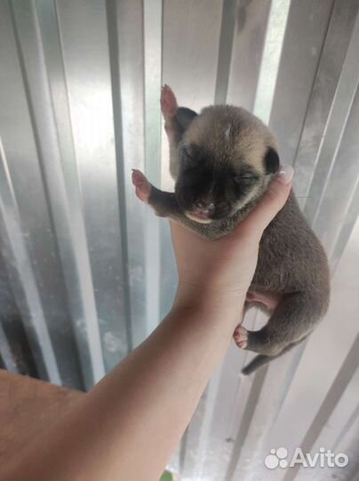 Помесь хаски