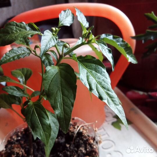 Острый перчик сорта Чили. Перцы круглые