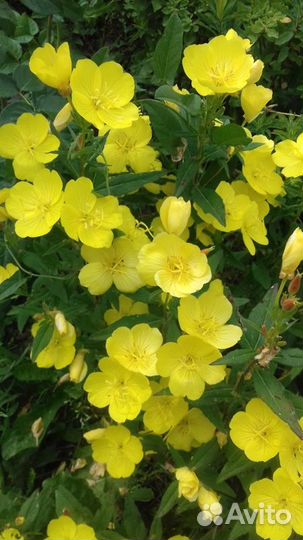 Цветы многолетники