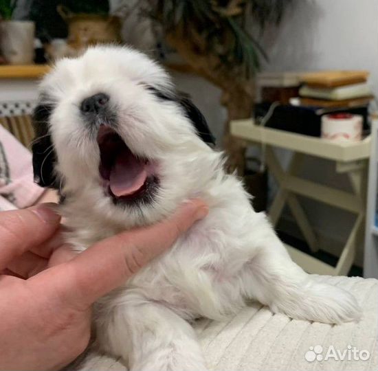 Щенки ши-тцу